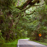 Canopy Road Canopy Road
