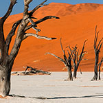 Namib - Deadvlei