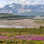 Denali Nationalpark