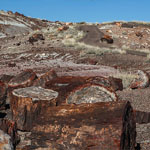 Petrified Forest - Arizona Petrified Forest - Arizona