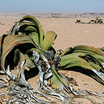 Welwitschia Drive