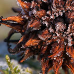 Amerikanischer Amberbaum Amerikanischer Amberbaum
