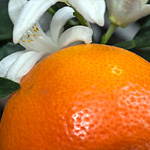 Calamondin