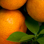 Chinotto Chinotto