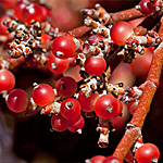 Desert Mistletoe Desert Mistletoe