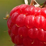 Himbeeren