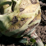 Kohlrabi Kohlrabi