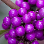 Schönfrucht Schönfrucht