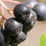 Schwarze Apfelbeere Schwarze Apfelbeere