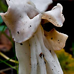 Herbstlorchel Herbstlorchel