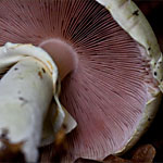 Karbolegerling Karbolegerling