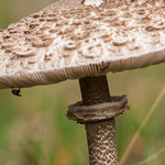Parasolpilz Parasolpilz