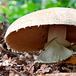 Riesenchampignon