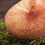 Rötlicher Holzritterling Rötlicher Holzritterling