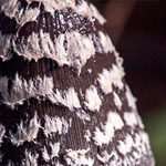 Spechttintling (Coprinus picaceus) Spechttintling (Coprinus picaceus)