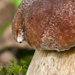 Steinpilz Steinpilz