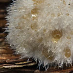 Weißer Polsterpilz Weißer Polsterpilz