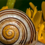 Weißmündige Bänderschnecke Weißmündige Bänderschnecke