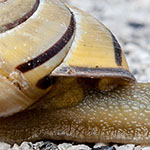 Schwarzmündige Bänderschnecke Schwarzmündige Bänderschnecke
