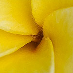 Frangipani Frangipani