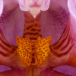 Phalaenopsis Hybride