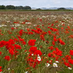 Zülpich Blumenwiese