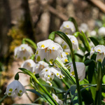 Nationalpark Eifel - Märzenbecher