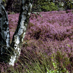 Schavener Heide Schavener Heide