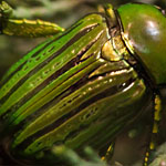 Blatthornkäfer Blatthornkäfer