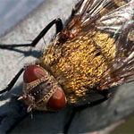 Graugelbe Polsterfliege Graugelbe Polsterfliege