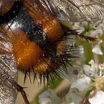 Igelfliege Igelfliege