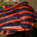 Streifenwanze Streifenwanze