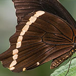 African Blue-banded Swallowtail