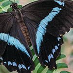 African Blue-banded Swallowtail