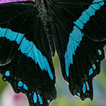 African Blue-banded Swallowtail