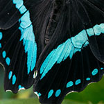 African Blue-banded Swallowtail