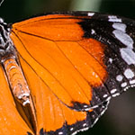 Afrikanischer Monarch Afrikanischer Monarch