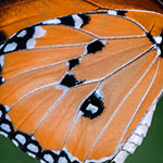 Afrikanischer Monarch Afrikanischer Monarch