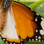 Afrikanischer Monarch - Unterart Afrikanischer Monarch - Unterart