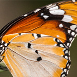 Afrikanischer Monarch - Unterart Afrikanischer Monarch - Unterart