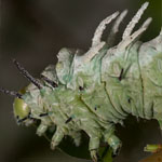 Atlasspinner, Raupe Atlasspinner, Raupe