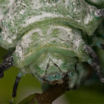 Atlasspinner, Raupe Atlasspinner, Raupe