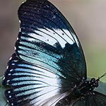 Black-tipped Diadem Black-tipped Diadem