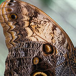 Bananenfalter - Caligo memnon Bananenfalter - Caligo memnon