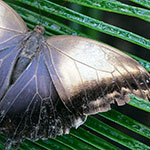 Bananenfalter - Caligo memnon Bananenfalter - Caligo memnon