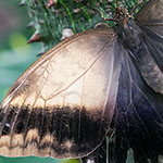 Bananenfalter - Caligo memnon Bananenfalter - Caligo memnon