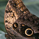 Bananenfalter - Caligo memnon Bananenfalter - Caligo memnon