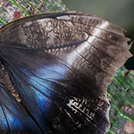 Bananenfalter - Caligo idomeneus Bananenfalter - Caligo idomeneus