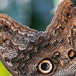 Bananenfalter - Caligo eurilochus Bananenfalter - Caligo eurilochus