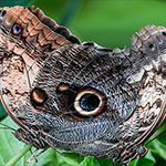 Bananenfalter - Caligo memnon Bananenfalter - Caligo memnon